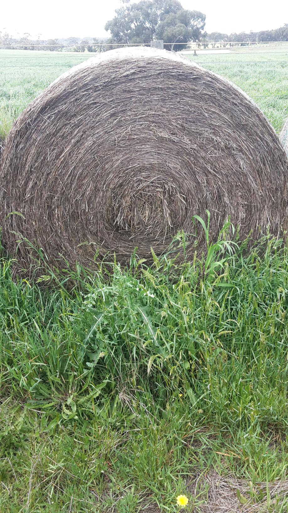 200 x Pasture Hay 5x4 Bales Hay & Fodder Pasture Hay For